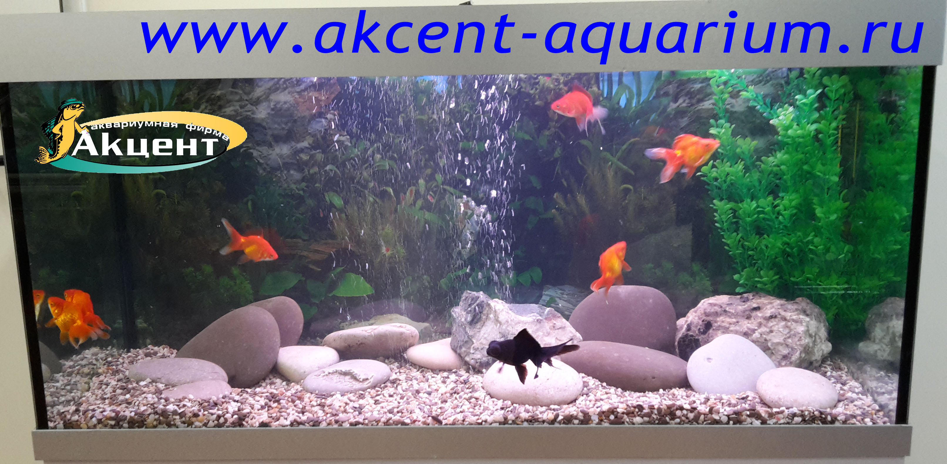 Акцент-аквариум, аквариум 250 литров, золотые рыбки